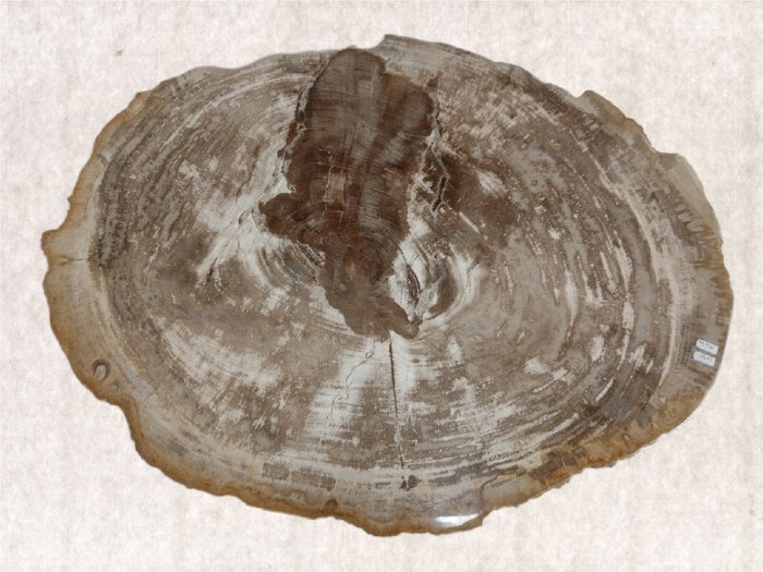 Fosszilis fa - Fafosszília - diptocarpus - 5 cm - 47 cm