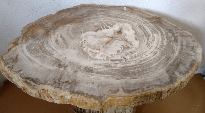 Măsuță de cafea - Lemn fosil - 4 x 53 x 44 cm - 15 kg