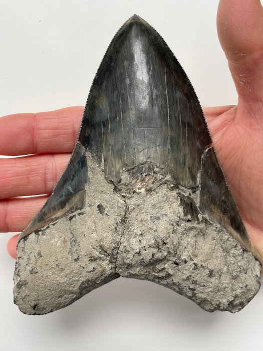Enorme dente di Megalodon, - 14,4 cm (5,67 pollici) - Carcharocles megalodon