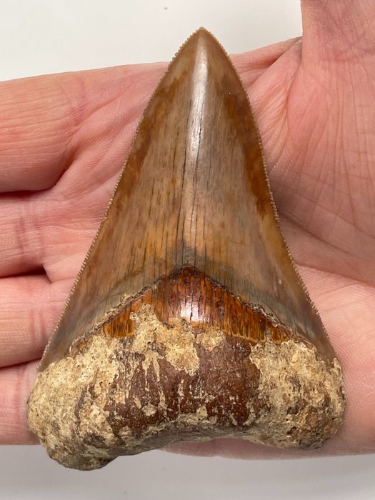 Dente di Megalodon di qualità, - 9,1 cm (3,58 pollici) - Carcharocles megalodon