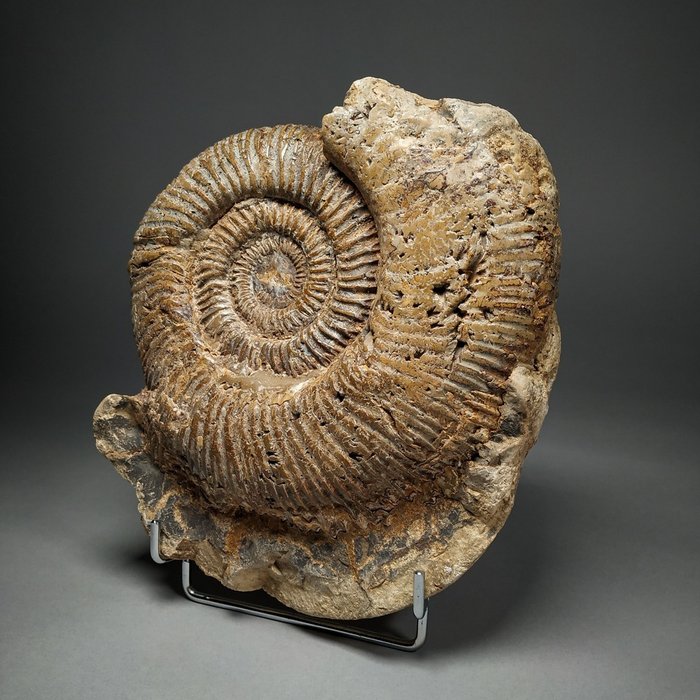 Ammonite fantastica in septaria - blocco nella matrice originale - Perisphinctes sp. - 19.5×17×7.5 cm