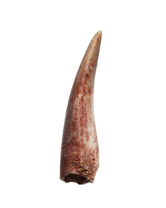 Dente di Plesiosauro (Zarafasaura oceanis) bella rossastro di 3,4 cm con radice.