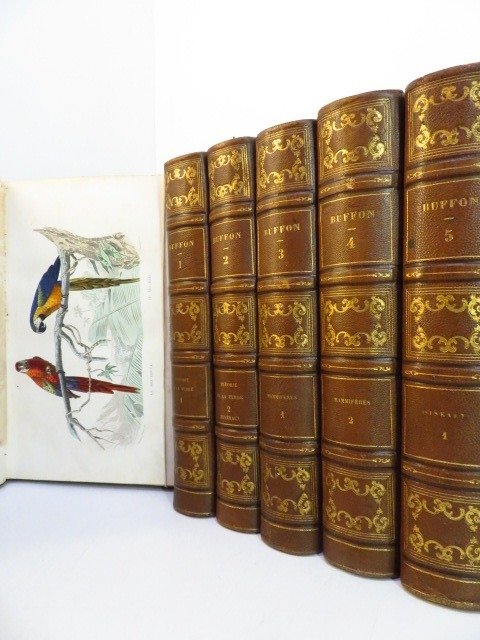 Buffon /  Traviès / Daubenton / Cuvier. - Œuvres complètes, avec des extraits de Daubenton et la classification de Cuvier - 1853