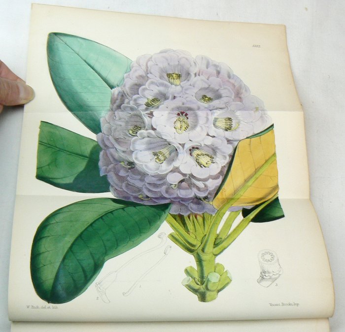 Joseph Dalton Hooker - Curtis's Botanical Magazine; comprising the plants of the Royal Gardens of Kew [...] - 1866