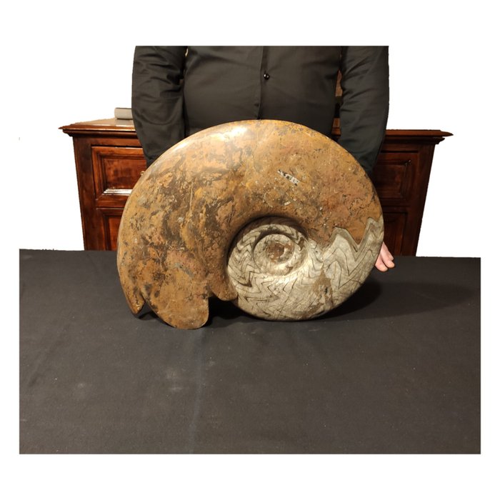 Fossile - giant Ammonite - Goniatites - 5×38×38 cm