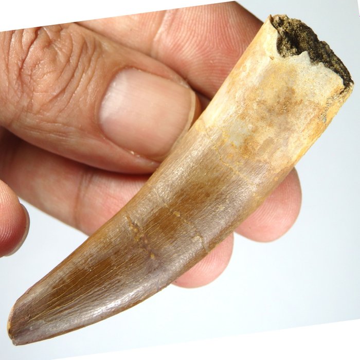 Plesiosauro - Dente - Zafarasaura oceanis - 72×18×17 mm