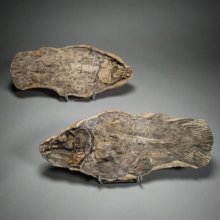 Pesce fossile superbo - lastre con inclusioni fossili, positivo/negativo - Montate su supporto personale - Whiteia uyenoteruyai (Coelacanthus) - 32.7×14×2.5 cm