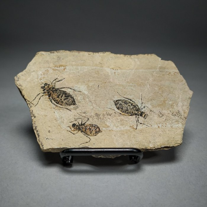 Piatto di larve di libellula fossile - Su matrice originale - Libellula Doris - 9.1×5.7×0.5 cm