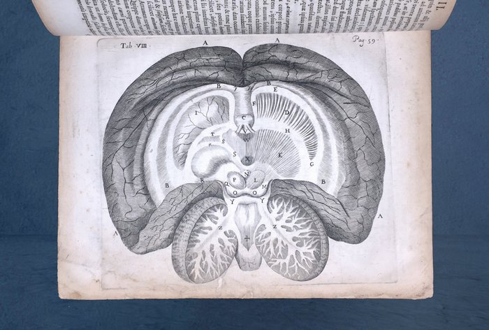 Thomas Willis - Clarissimi viri Thomae Willis ... De anima brutorum, quae hominis vitalis ac sensitiua est, exercita - 1676
