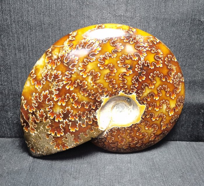 Ammonite fossile - Ammonites sp - 140×115×30 mm