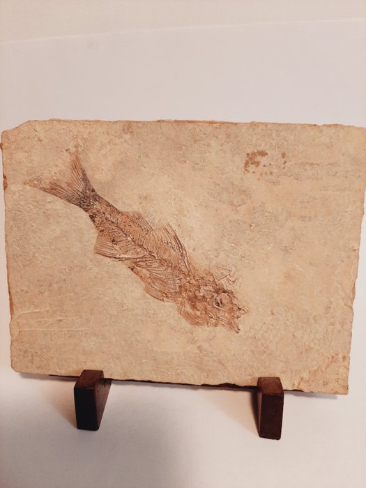 Pesce - Scheletro - smerdis macrurus - 90×4×120 mm
