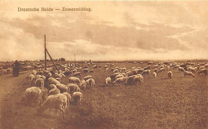 Animaux, Thème mouton mouton berger vie à la campagne - Cartes postales (Collection de 126) - 1900-1940