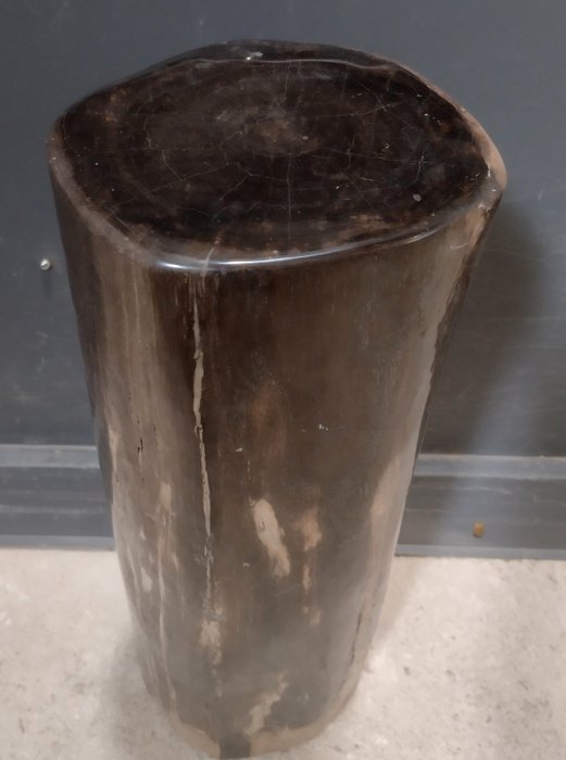 skamieniałe drewno - Piękny stolik boczny - diptocarpus - 57×17×17 cm