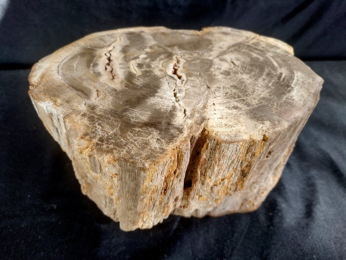 mineraliserat trä med synlig årsringstruktur fin gren - 15×22×15 cm - 9.6 kg