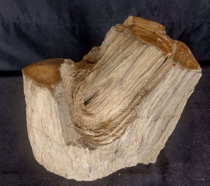 versteend hout - Gefossiliseerd hout - Diptocarpus - 20 cm - 12 cm