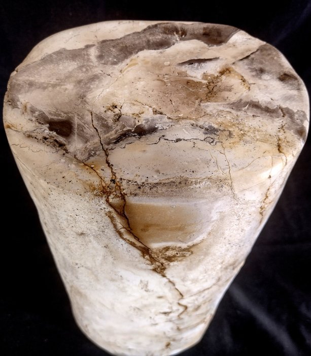 矽化木 - 化石木材 - diptocarpus - 40 cm - 19 cm