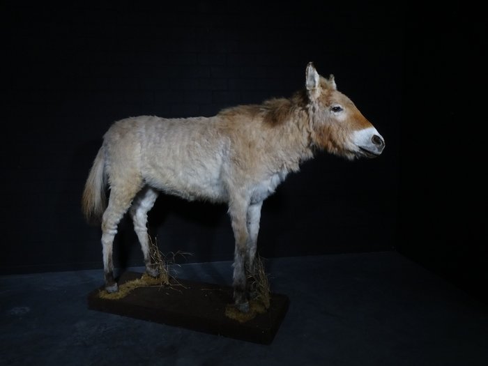 El más raro: el caballo de Przewalski. Cráneo - Equus ferus przewalskii (with full CITES A10, Commercial Use) - 140 cm - 40 cm - 175 cm- CITES Apéndice I - Anexo A en la UE