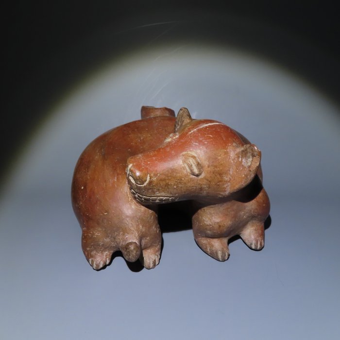 Colima, oeste do México Terracota Figura de cachorro 100 – 250 DC. 18 cm H. Intacto. Licença de importação espanhola