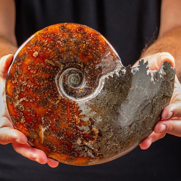 Belle ammonite polie - Cleoniceras Sp. - 200×170×45 mm
