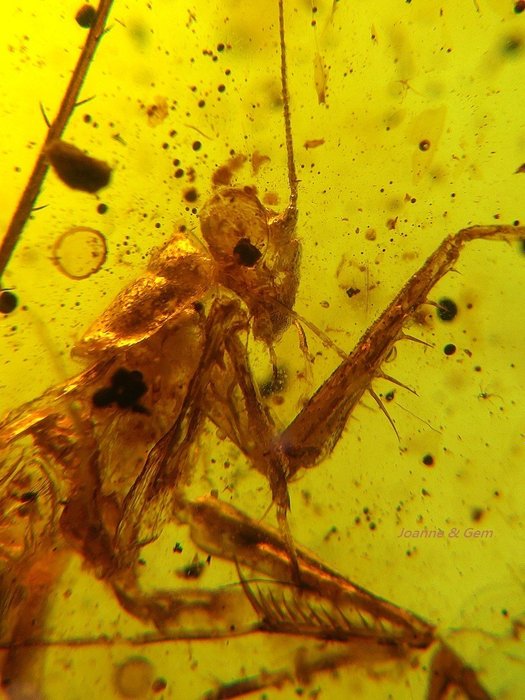 Ámbar - Burmese Amber - [Rare Manipulatoridae, Mantodea & Colored Millipede and many insects​​] - 70 mm - 48 mm