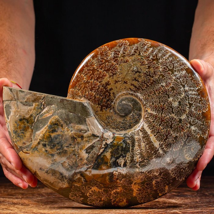 Ammonite Cleoniceras Rød opalescens - Cleoniceras Sp. - 260×210×40 mm