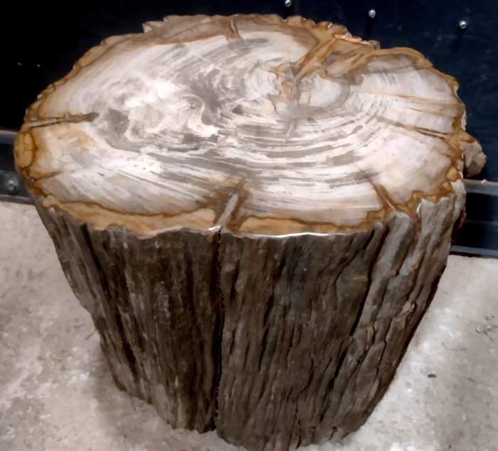 Versteend hout boomstam geschikt voor bijzettafel - Diptocarpus - 34×31×25.5 cm