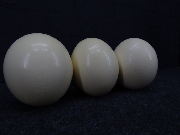Ovos de avestruz - Corpo inteiro embalsamado - Struthio camelus - 17 cm - 14 cm - 14 cm - Espéciesnão-CITES - 3