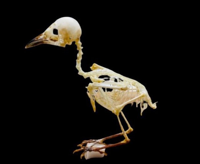Iora común Esqueleto - Aegithina tiphia - 8 cm - 2 cm - 6 cm -  (1)