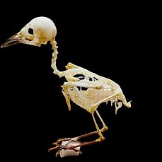 Common Iora Skelet – Aegithina tiphia – 8 cm – 2 cm – 6 cm –  (1)