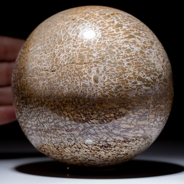 Sculpture en forme de sphère, x - 105 mm - Grande Sphère en Os de Dinosaure - Atlasaurus - JURASSIC