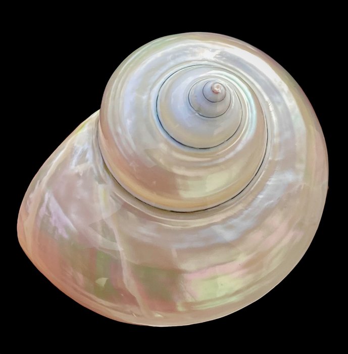 珍珠母貝 - Turbo Imperialis - 貝殼 - Pearl Jade Turbo Shell - 107×99×79 mm