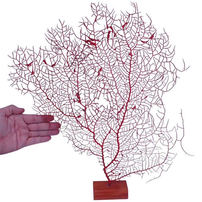 Una gorgonia A+++ naturale su una base di legno fatta a mano 543,65 ct - 465×450×60 mm - 108.73 g