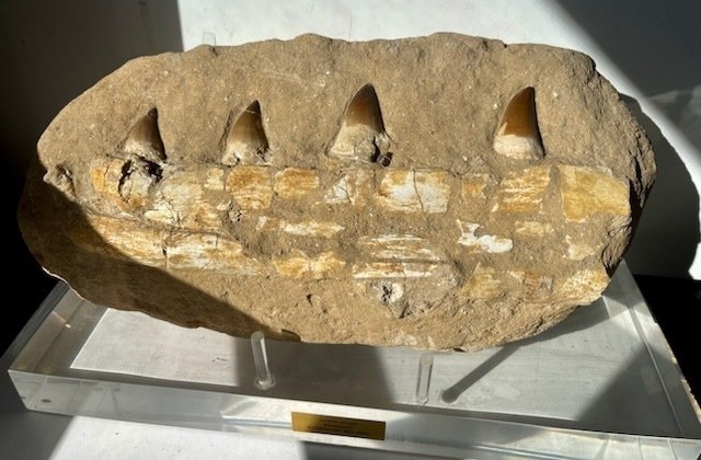 Mosasaur - Dinți fosilă - Mosasaurus SP