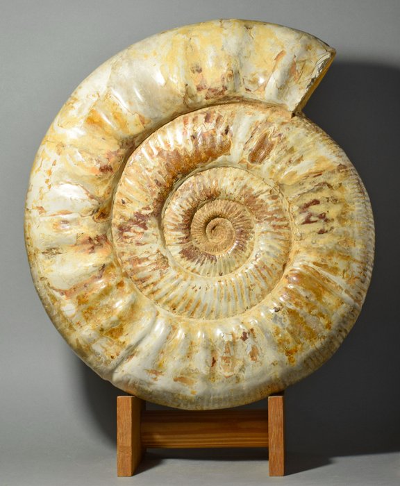 斑彩螺 - 动物化石 - Prososphinctes sp. - 36.5 cm
