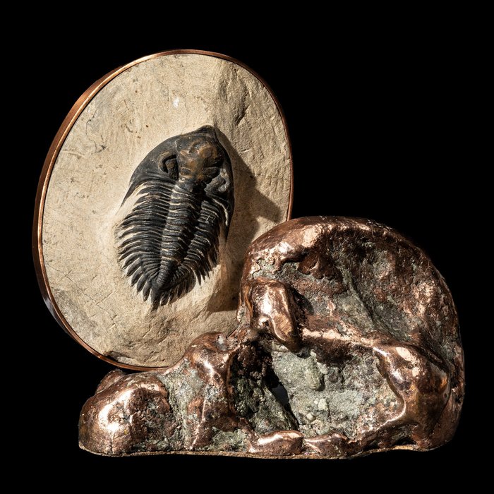 三葉蟲化石、銅塊和銅 - 動物化石 - Metacanthina sp. - 11.5 cm - 11 cm