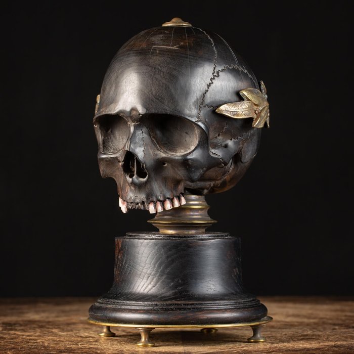 Memento Mori Wooden Skull on Pedestal - Homo Sapiens - 240×140×140 mm