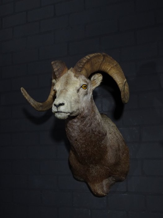Kamienna owca Ścienny eksponat taksydermiczny - Ovis dalli stonei - 58 cm - 55 cm - 80 cm - non-CITES species