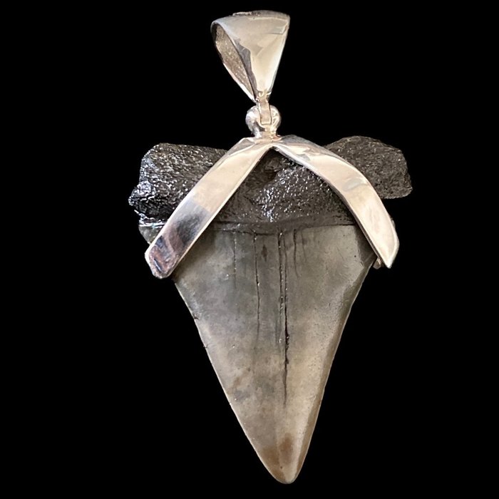 白鲨化石，牙齿 - 吊坠 - Hastalis - 50×30×8 mm