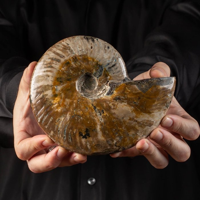 Ammonit med perlefarver - Forstenet skal - Aioloceras (Cleoniceras) sp. - 170 mm - 140 mm