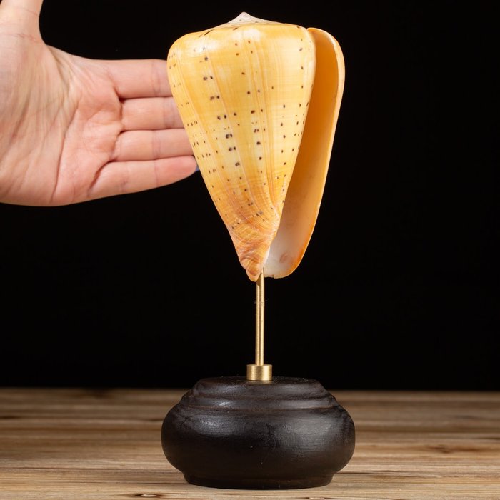 Concha de caracol marinho Betuline Cone em pedestal personalizado Concha do mar - Conus betulinus - 210×90×90 mm
