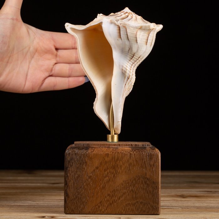 Lightning Whelk - Custom Pedestal Conchiglia marina - Busycon Perversum - 210×100×80 mm
