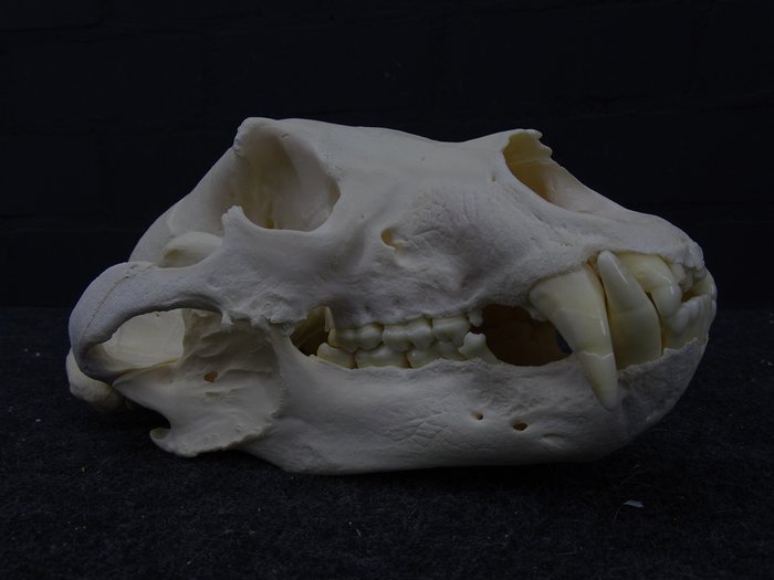 黑熊 頭骨 - Ursus americanus - 28×17×12 cm - 17CA282936/bcpe