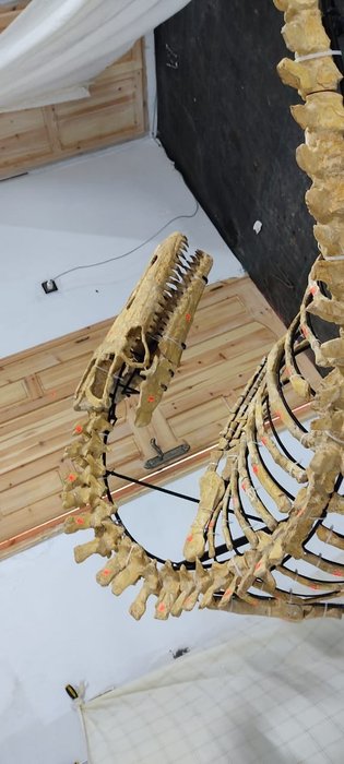 Mosasaur - Leddelt skelet