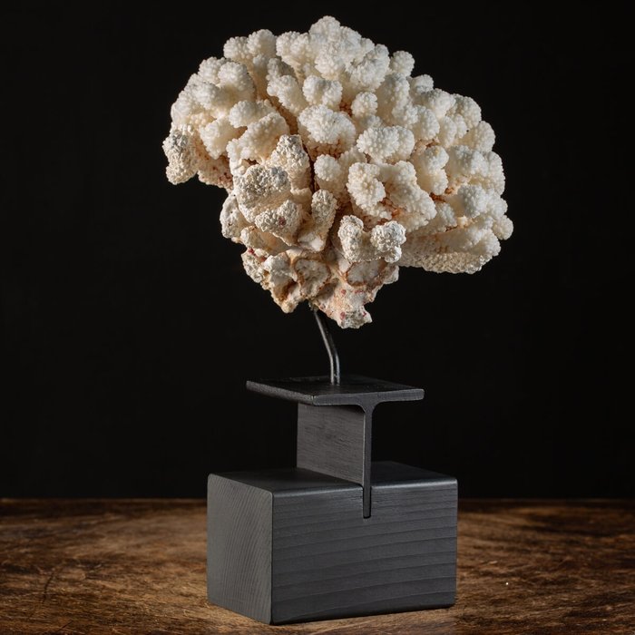 Cauliflower Coral - Corallo - Pocillopora Meandrina (with Import Ref.) - 390 x 250 x 220 mm