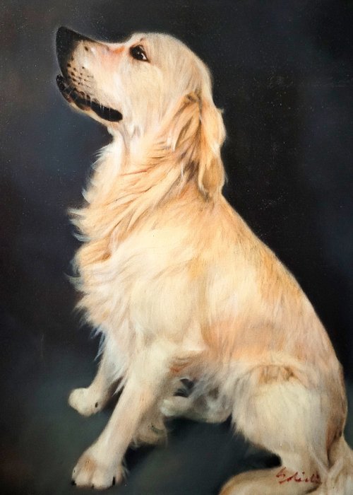 Image 3 of M. Solietin (XXI) - Hond - Golden Retriever