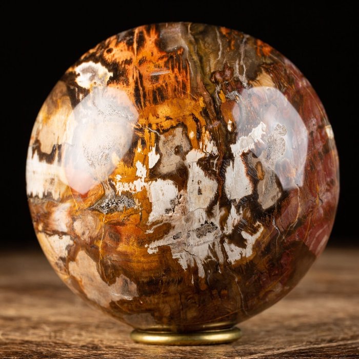 抛光化石木球 - 10 cm