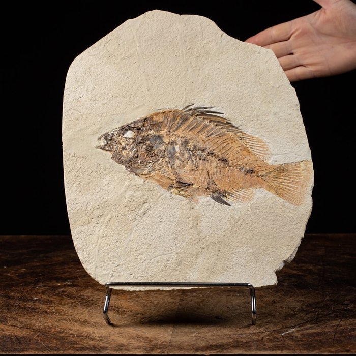懷俄明州格林河 - 普里斯卡拉化石 - 稀有標本 - 化石碎片 - 370 mm - 250 mm