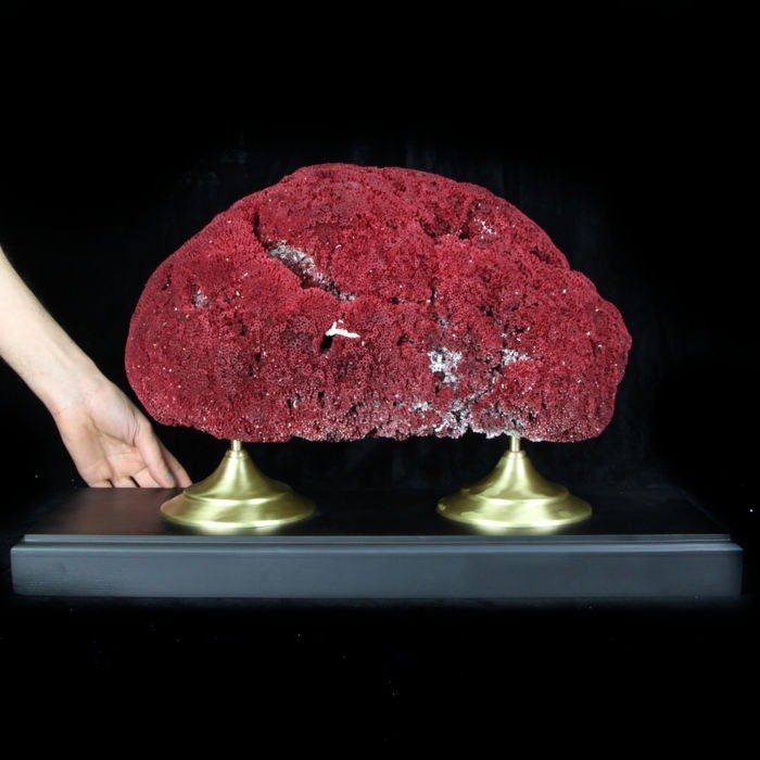 Fine, decorative red Organ Pipe Coral on custom plinth -