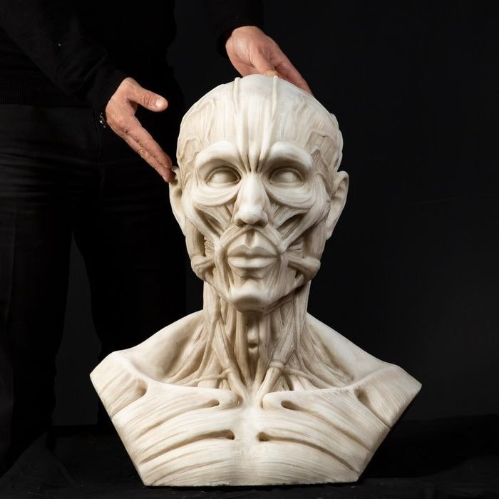 Anatomical bust finely defined by the Houdon model - H 62 cm Busto Anatomico finemente definito dal Modello di Houdon - H 62 cm - Marmo di Carrara - 162×50×40 cm