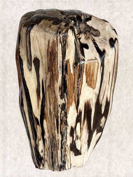 legno pietrificato - tronco ben levigato con geode di cristallo dall'alto - Dipterocarpus - 51.5×24×18 cm